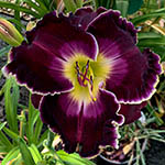 2021 Daylily - Regal Passion
