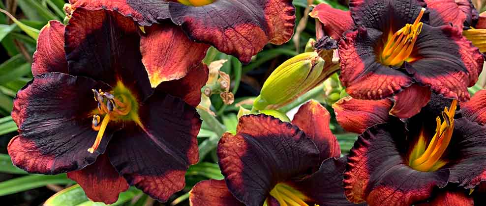 Daylily 'Broadway Last Mohican' flowers in bloom, Columbus Ohio.