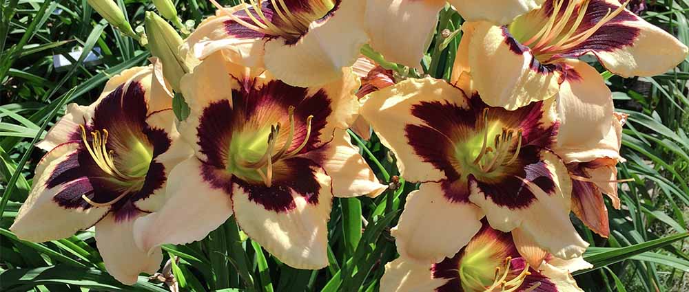 Daylily 'Moonlit Masquerade' flower in bloom, Columbus Ohio.