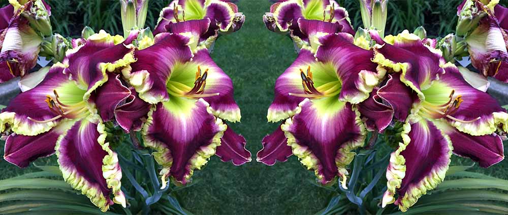 Daylily 'Regal Sensation' flowers in bloom, Columbus Ohio.