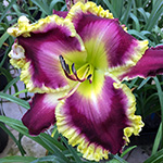 2020 Daylily - Regal Sensation