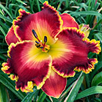 2020 Daylily - Regal Sunrise