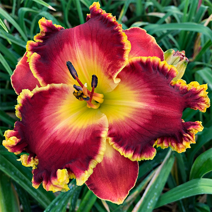 Daylily 'Regal Sunrise'