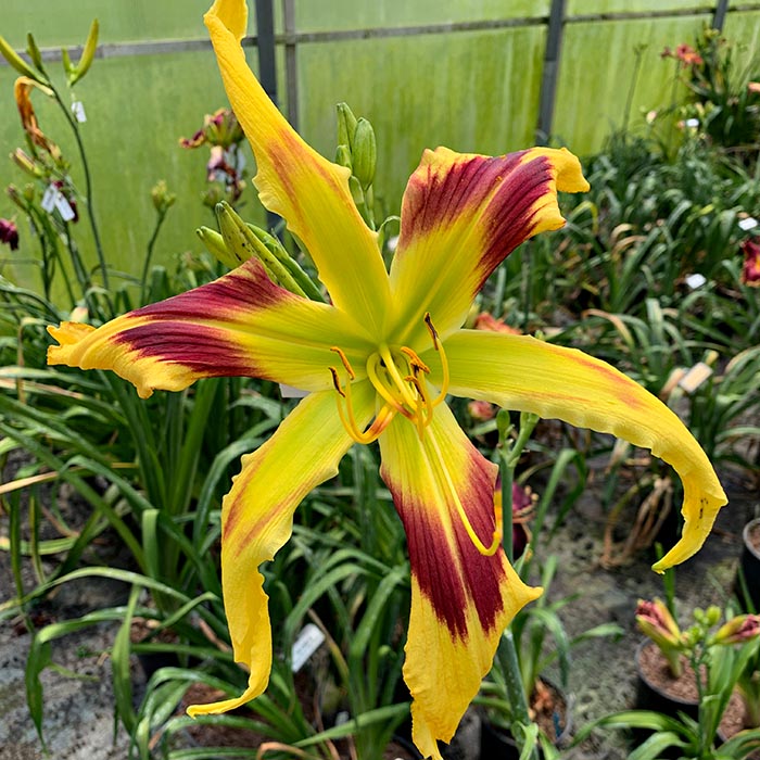 Daylily 'Bungalow Burst'