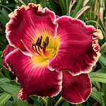 2021 Daylily - Regal Desire