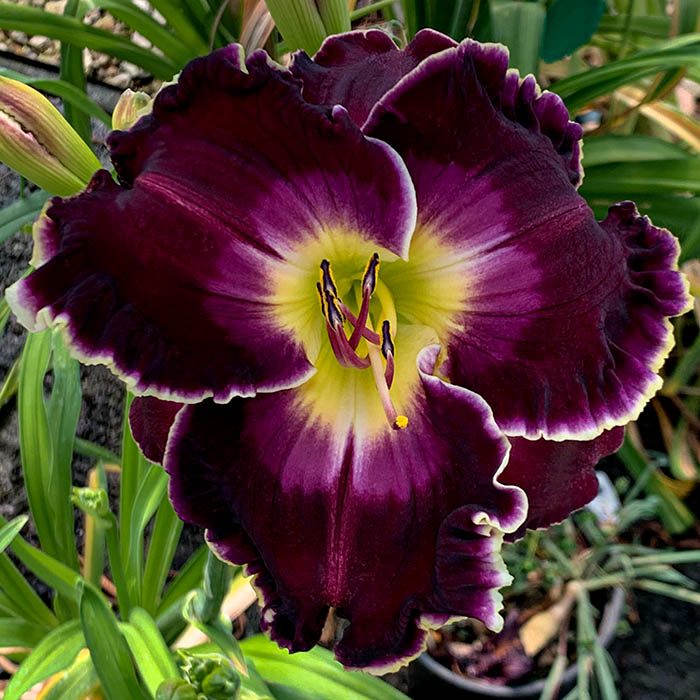 Daylily 'Regal Passion'