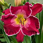 2021 Daylily - Regal Radiance