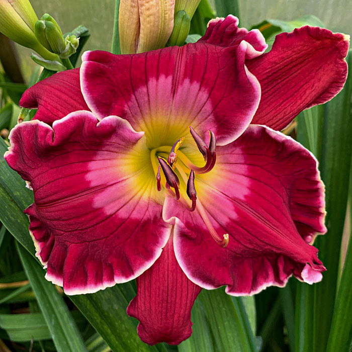 Daylily 'Regal Radiance'