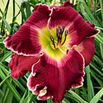 2022 Daylily - Regal Candy Apple