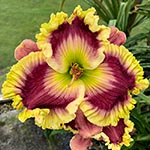 2022 Daylily - Regal Dream