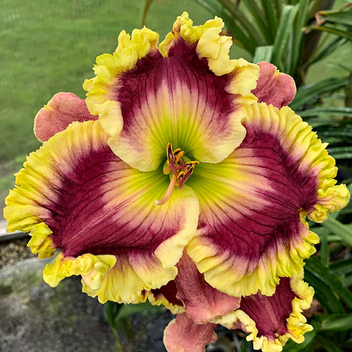 Daylily 'Regal Dream'