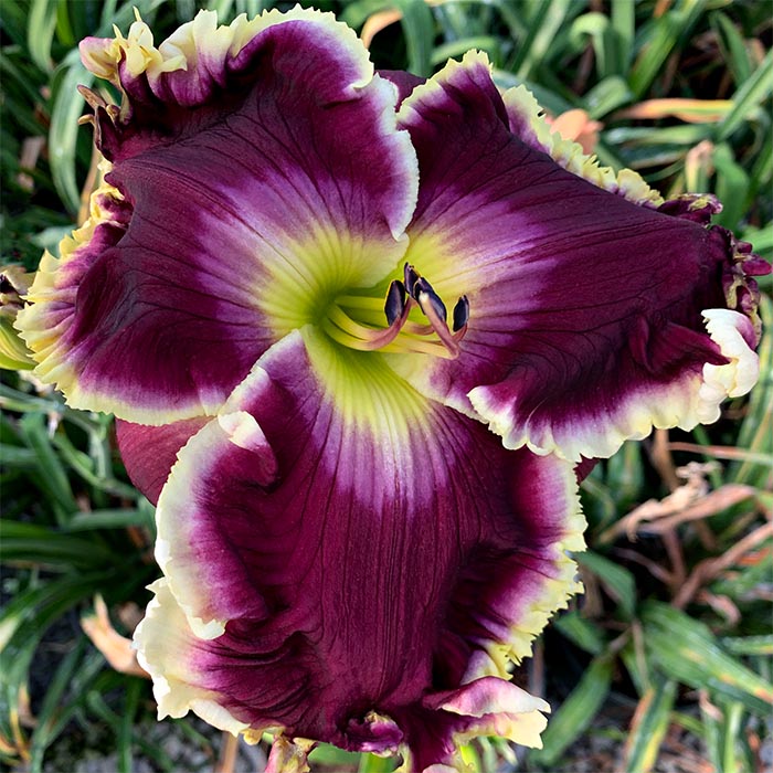 Daylily 'Brave Knight'