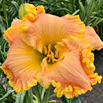 2022 Daylily - Peach Sorbet