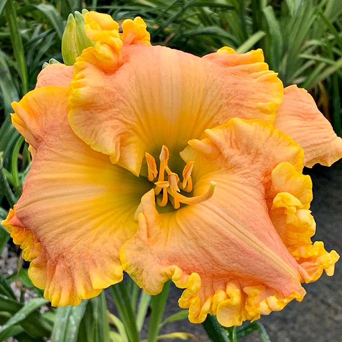 Daylily 'Peach Sorbet'