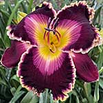 2022 Daylily - Regal Wildberry