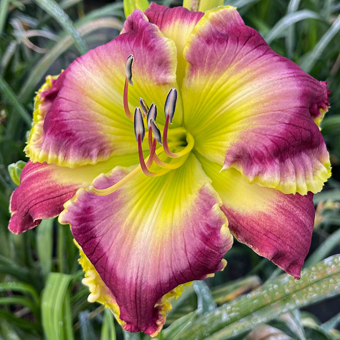 Daylily 'Radiant Beacon'