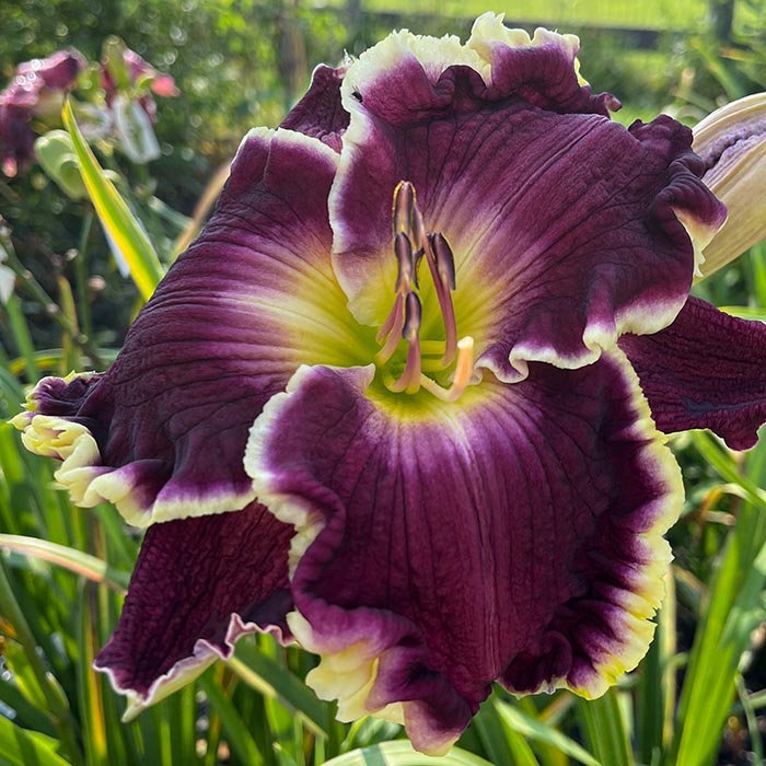 Daylily 'Spirit Dancer'