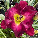 2023 Daylily - Cherry Nova