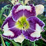 2023 Daylily - Regal Princess