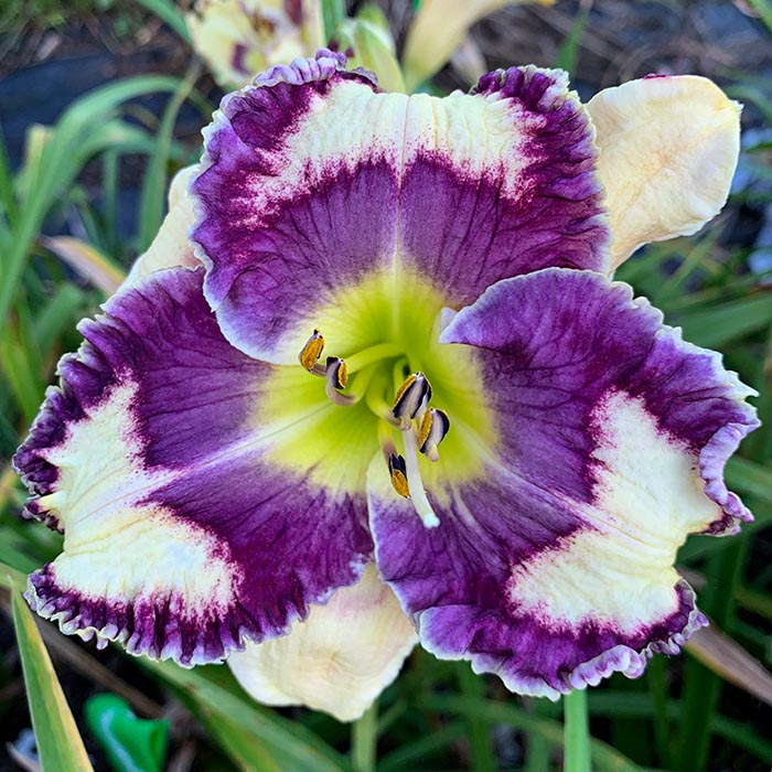 Daylily 'Regal Princess'