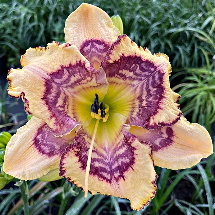 Daylily 'Endless Ripples