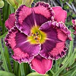 2024 Daylily - Sunset Extraordinaire