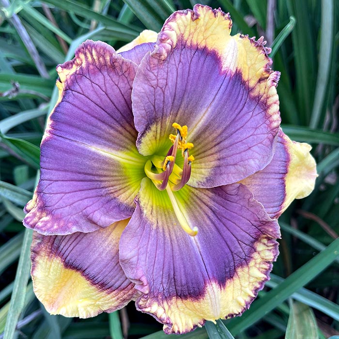 Daylily 'Blueberry Icing'