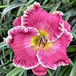 2024 Daylily - Pink Oasis