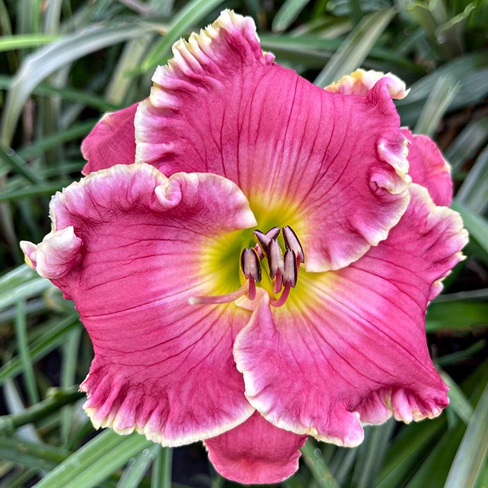 Daylily 'Pink Oasis