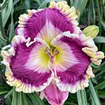 2024 Daylily - Regal Star