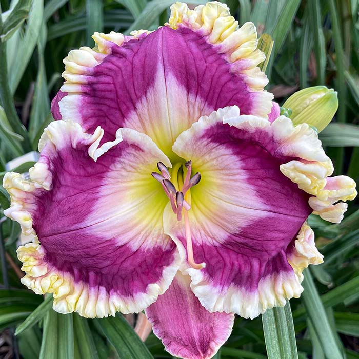 Daylily 'Regal Star'