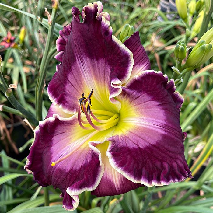 Daylily 'Regal Storm'