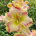 2025 Daylily - Regal Ballerina