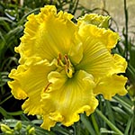 2025 Daylily - Regal Lemon Lime