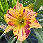 Gallery of 2025 Daylily Introductions