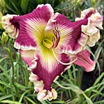 2025 Daylily -Regal  Ruffled Up