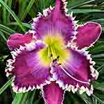Gallery of 2026 Daylily Introductions