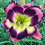 Daylily Seedling 16-013-A