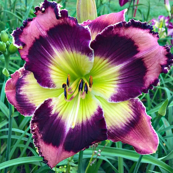 Daylily Seedling 9