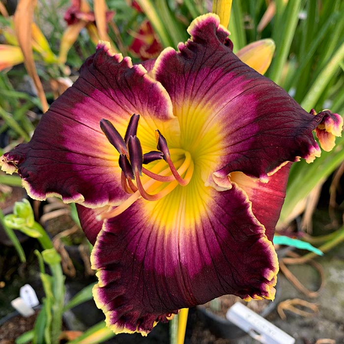 Daylily Seedling 12