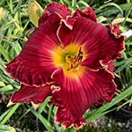 Daylily Seedling 16-048-A