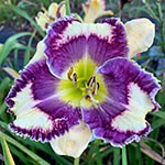 Daylily Seedling 16-053-A