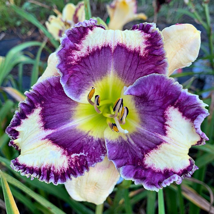 Daylily Seedling 13