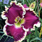 Daylily Seedling 16-112-P