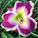 Daylily Seedling 16-147-B