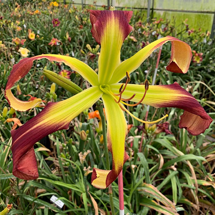 Daylily Seedling 14