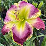 Daylily Seedling 17-040-K