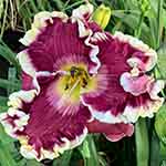 Daylily Seedling 17-100-A