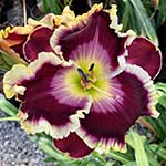 Daylily Seedling 17-198-A