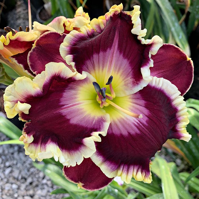 Daylily Seedling 1